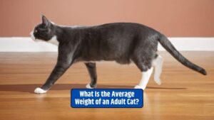 Cat weight, feline weight factors, ideal cat weight, cat obesity, cat health,