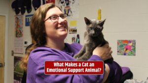 emotional support animal, ESA cat, cat therapy, mental health, cat companionship, cat's role, pet therapy, feline support,