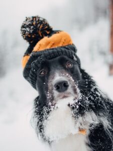 cold weather pet effects, pet hypothermia, pet frostbite, pets dry skin winter, pet arthritis winter, pet seasonal depression,
