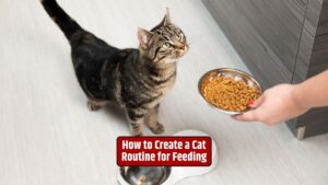 at feeding routine, cat meal frequency, feeding schedule, high-quality cat food, cat nutrition,