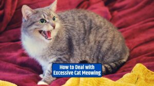 deal with excessive cat meowing, cat meowing behavior, reasons for cat meowing, cat attention-seeking behavior, cat stress and anxiety, medical issues in cats, cat separation anxiety,
