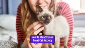 cat anxiety, feline behavior, cat stressors, treating cat anxiety, cat mental health,