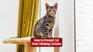 prevent cat from climbing curtains, cat curtain behavior, cat climbing alternatives, cat deterrents, cat training, curtain tiebacks, double-sided tape for cats,