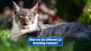 Cat breathing patterns, abnormal cat breathing, cat respiratory health, cat health, feline breathing,
